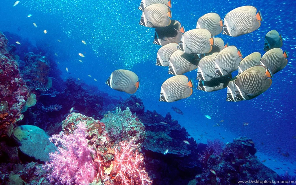 Tropical Fish Win7 Wallpapers 7 － Animal Wallpapers   Free ...