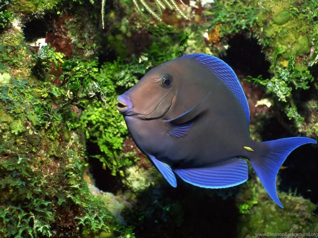 My Free Wallpapers   Nature Wallpapers : Tropical Fish