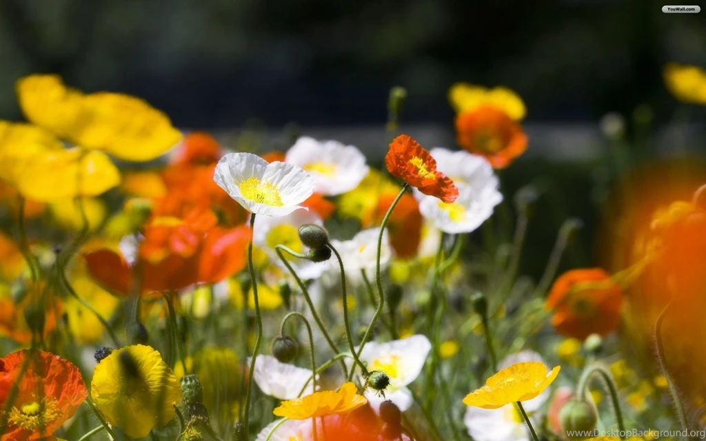 YouWall Lovely Flowers Wallpapers Wallpaper,wallpapers,free ...