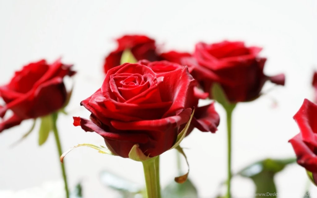 Wallpapers Flawer Indian Celebrity Zoon Hd For Lovely Flowers ...