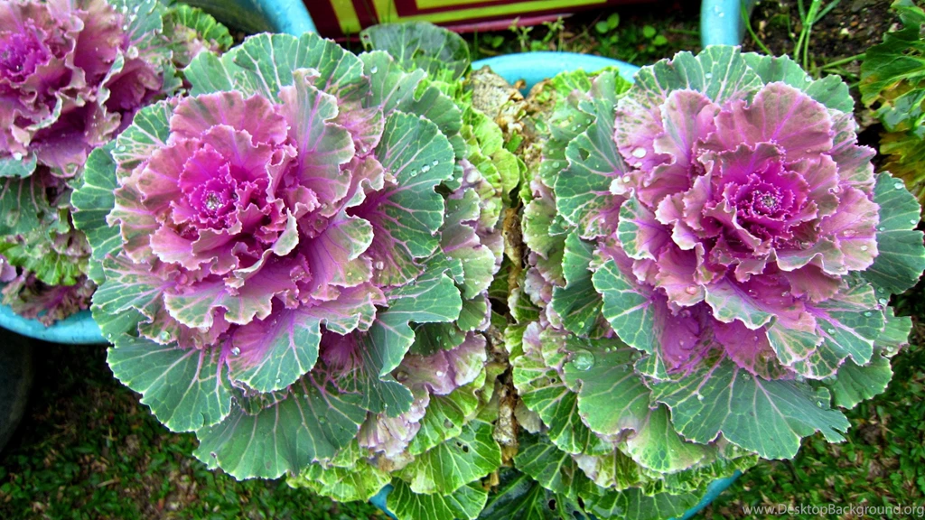 LOVELY FLOWERS WALLPAPER (