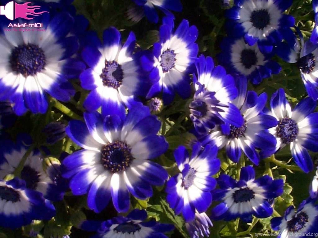 Latest And Big Collection Of Flowers Wallpapers, New All Types Of ...