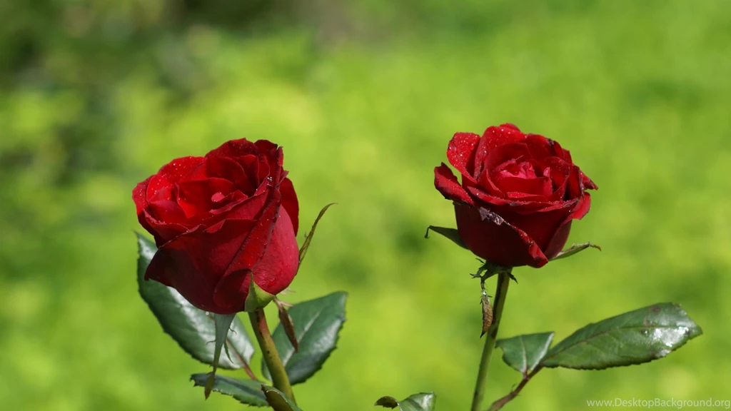 High Resolution Lovely Red Flower Rose Wallpapers HD Full Size ...