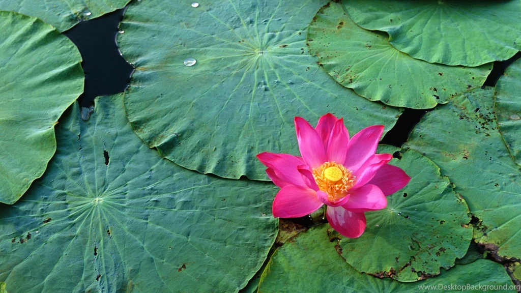 Lovely Flower Wallpapers