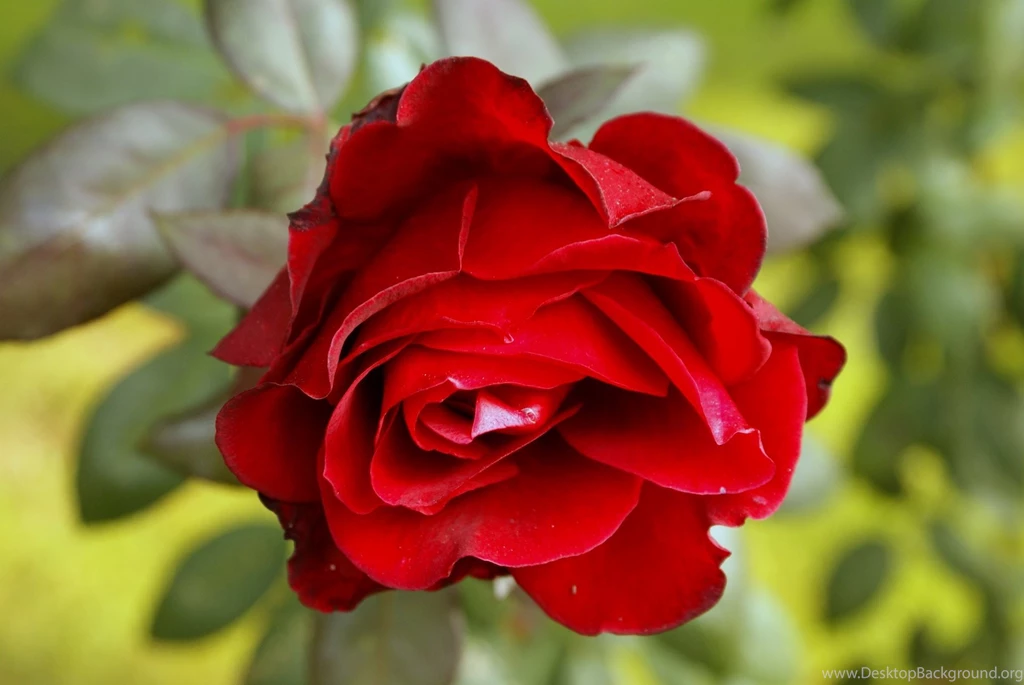 Flowers Wallpapers Archives Page 5 Of 15 Free Desktop ...