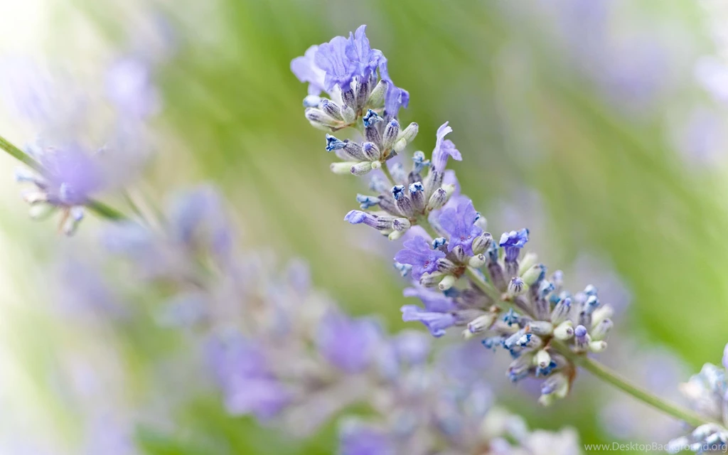 Lavender Bushes And A Free Wallpapers