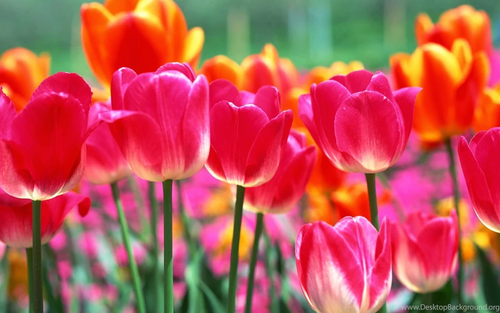 Beautiful Spring Flowers Wallpapers