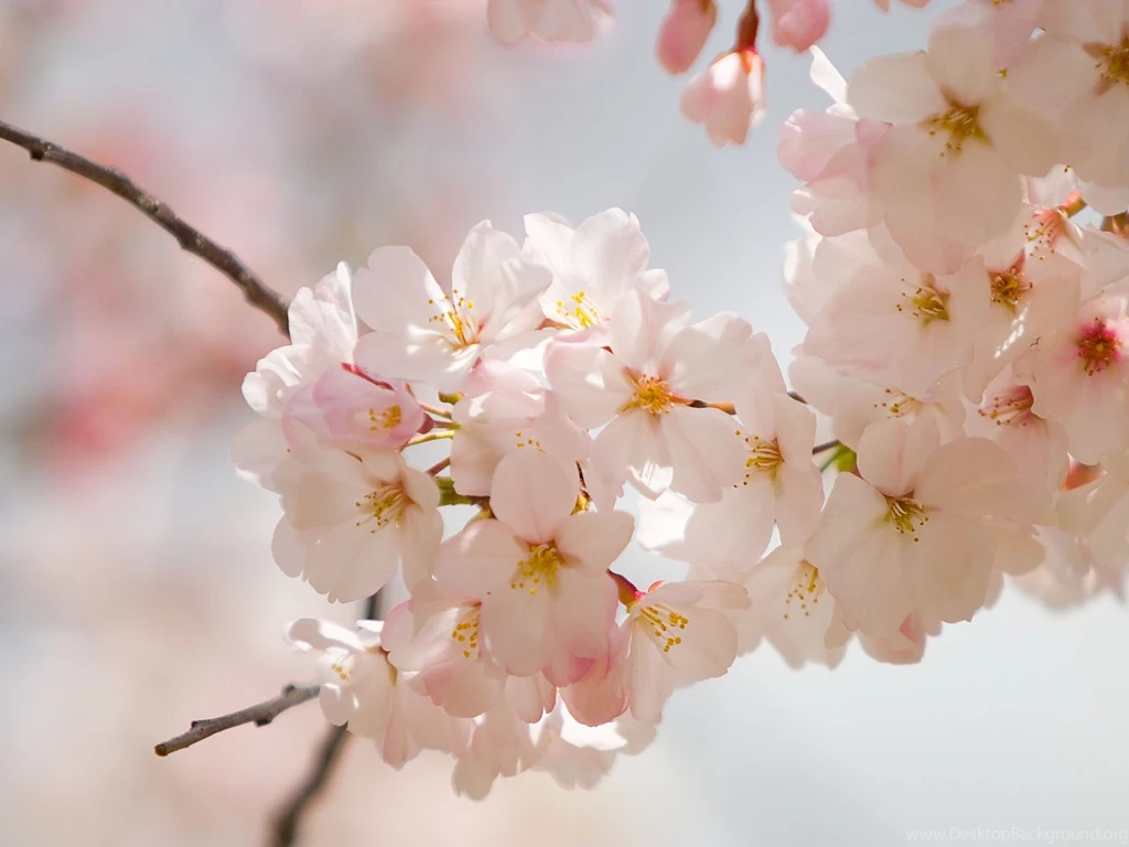 Spring Flowers Wallpapers