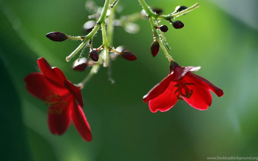 Spring Flowers Wallpapers 17, HD Wallpapers Downloads