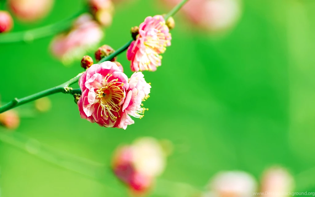 Spring Flowers Wallpapers