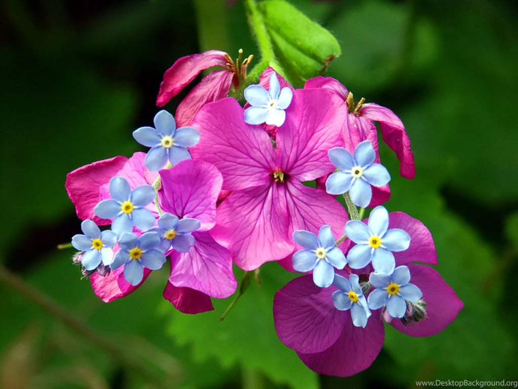 Spring Flower Wallpapers