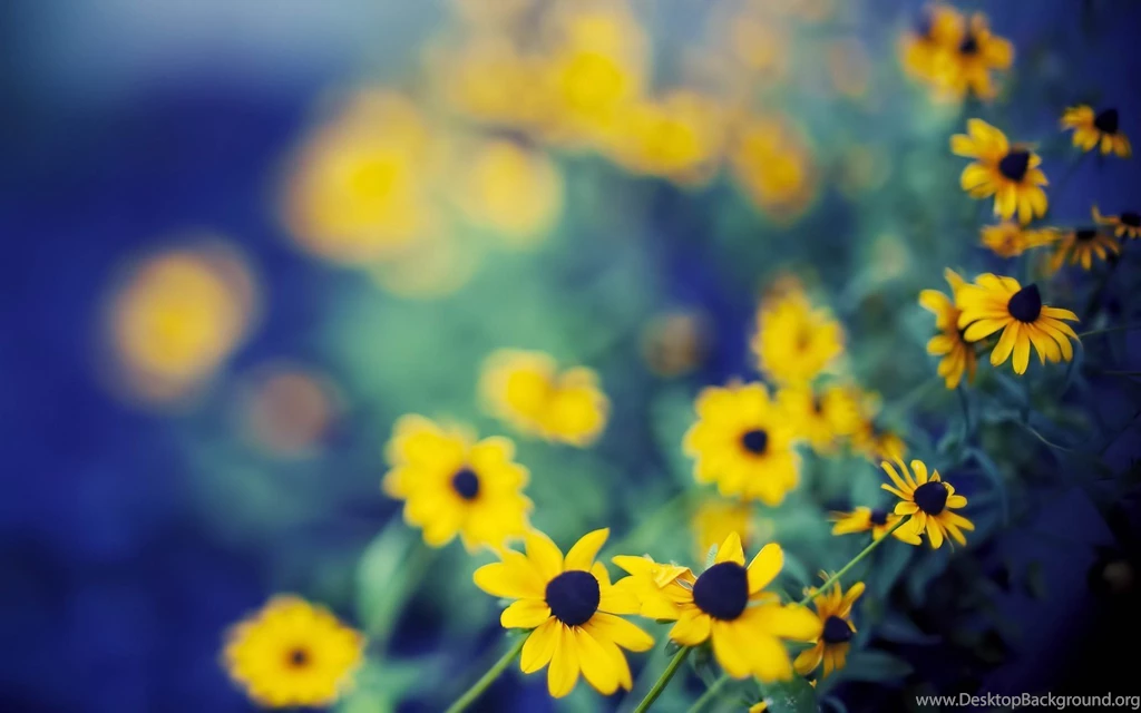 Yellow Spring Flowers Wallpapers HD Download For Desktop