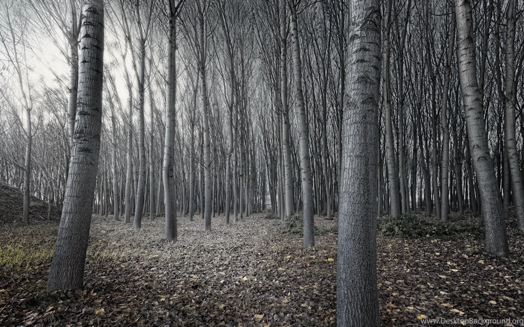 Black And White Birch Tree Wallpaper Images