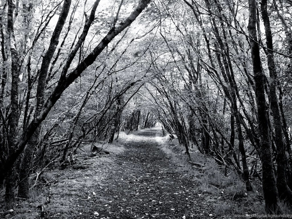 Forest Black And White