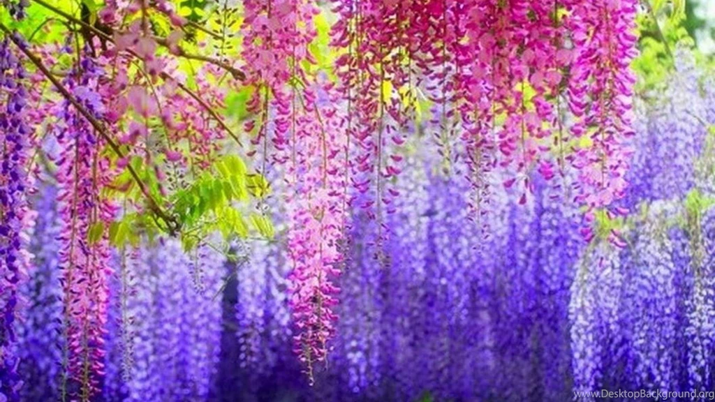 Purple Wisteria Wallpapers (