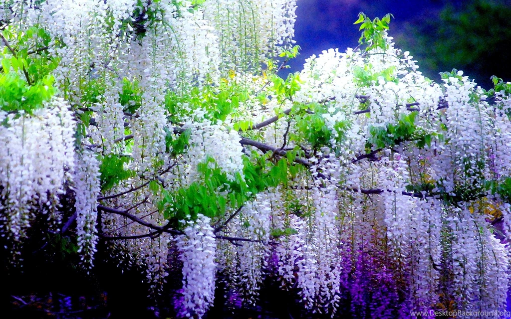 Wisteria Wallpapers >> Backgrounds With Quality HD