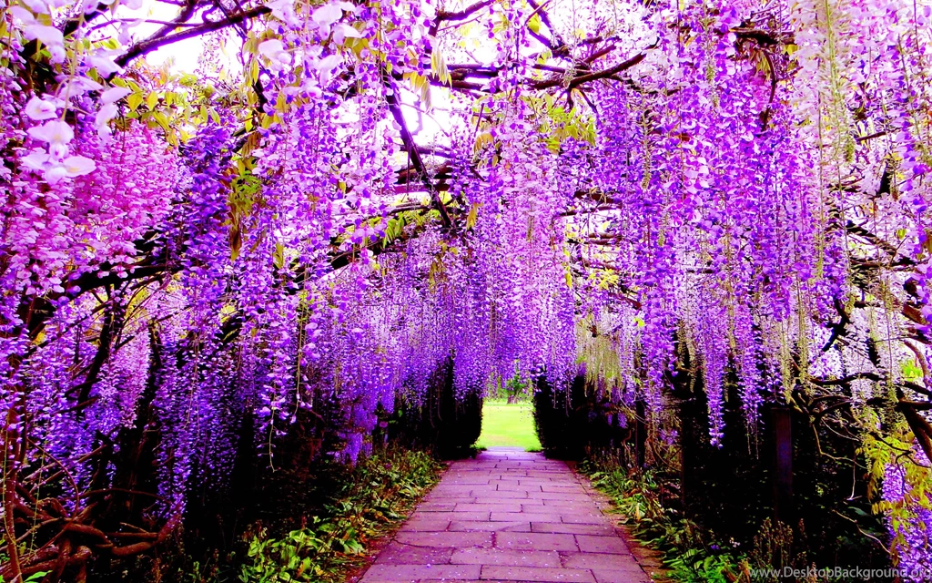 Wisteria Tunnel (