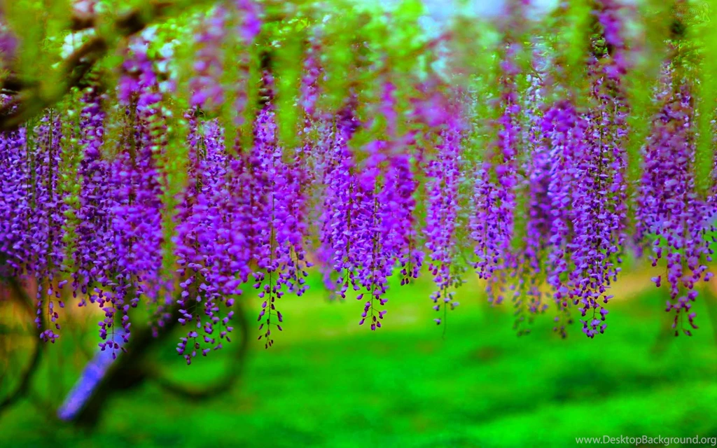 Wisteria Wallpapers HD Wallpapers