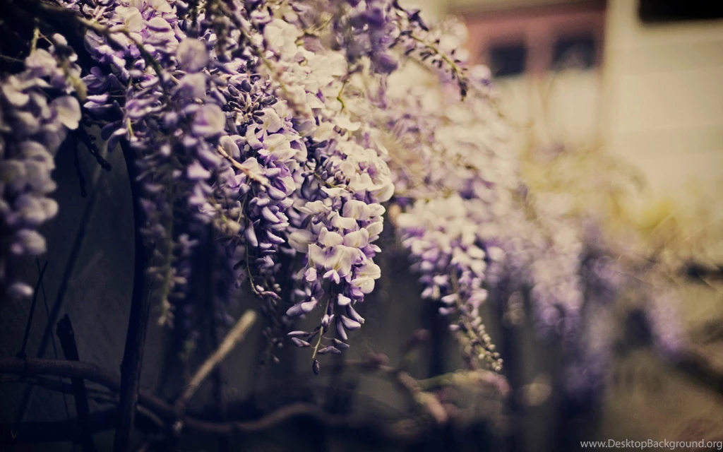 Wisteria
