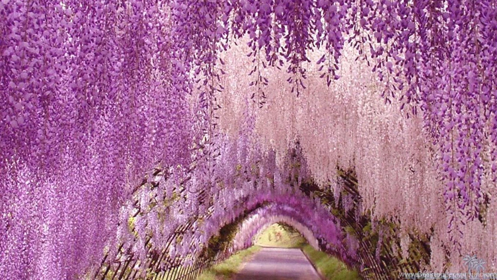 Wisteria Flower Top HD Wallpapers Id: 10442h   Pacify Mind