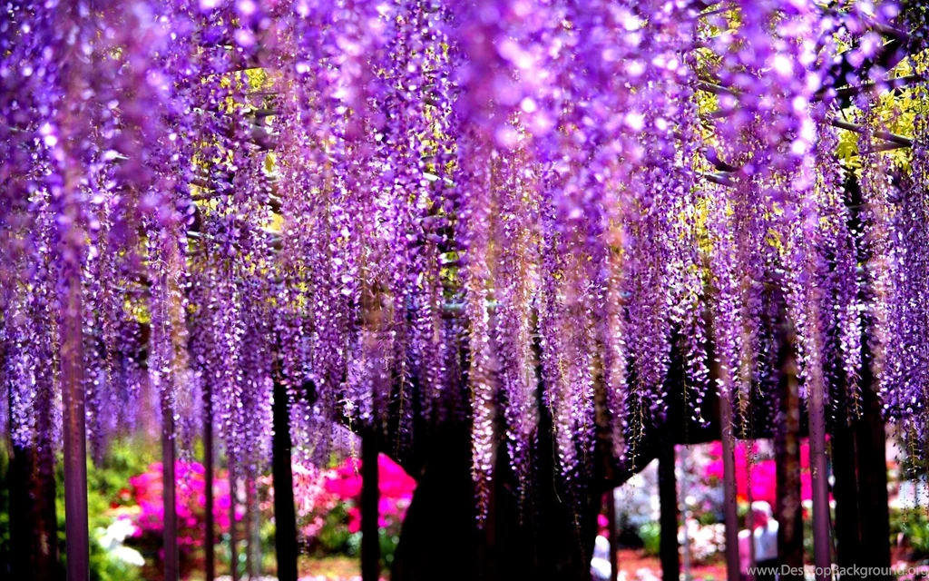 Wisteria Tree >> HD Wallpaper, Get It Now!