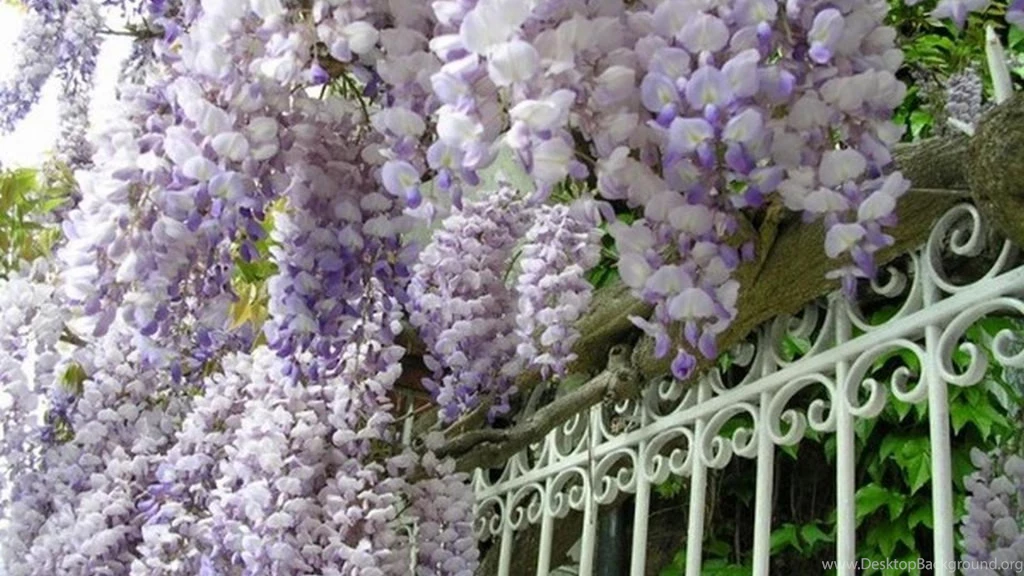 Wisteria Wallpapers (
