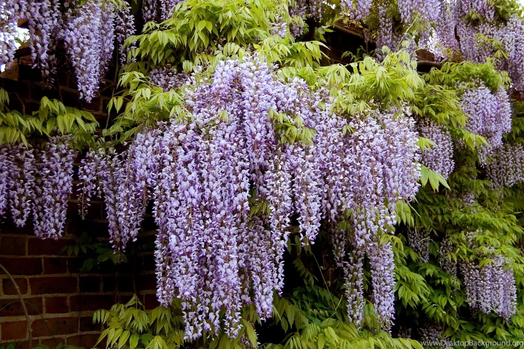 Wisteria Wallpapers