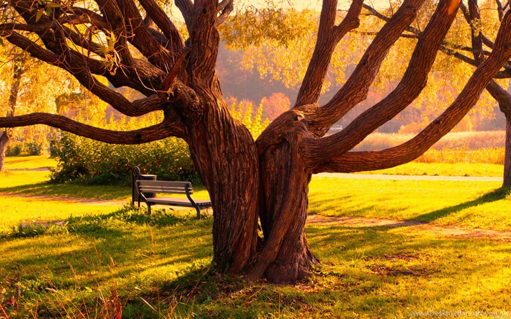 Download Desktop Wallpapers Autumn Landscape Unusual Tree