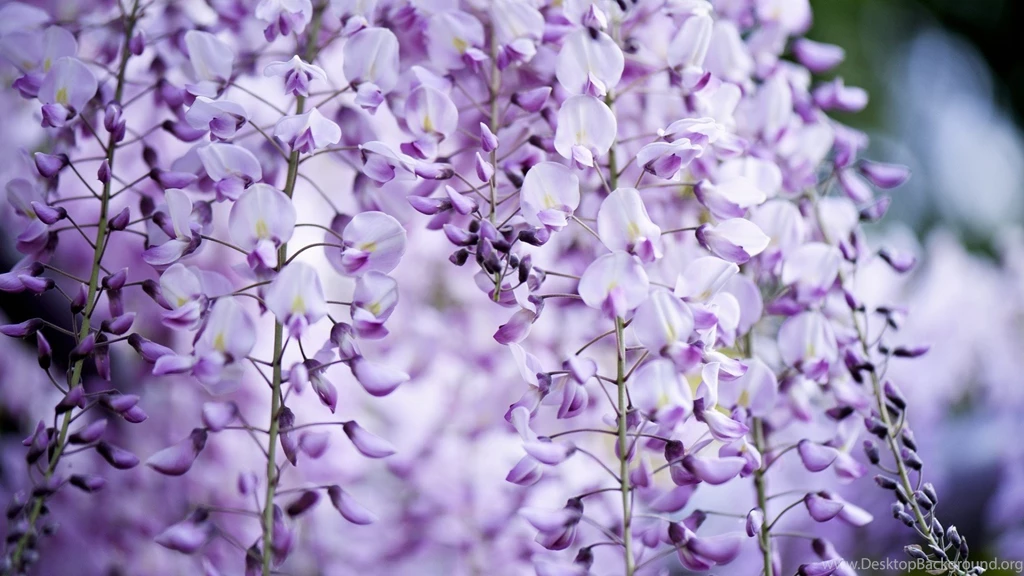 605D56 Color Wallpapers: Wisteria Pink Skin Purple Flower Flori HD ...