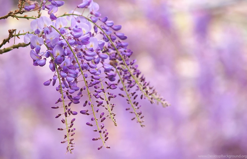 Flowers Branch Lilac Wisteria Bokeh H Wallpapers