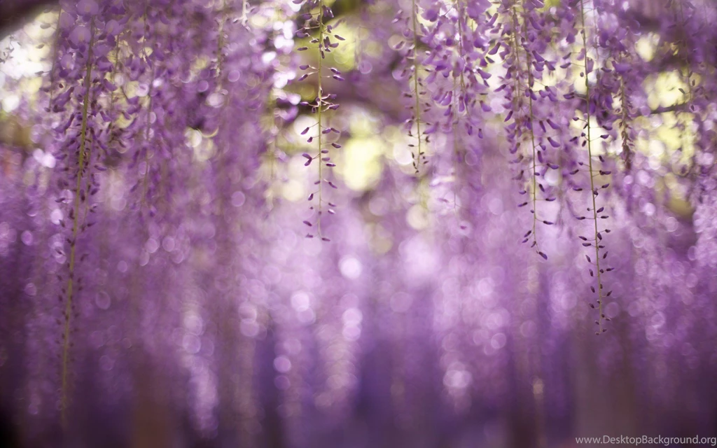 Funny Pictures Wallpapers