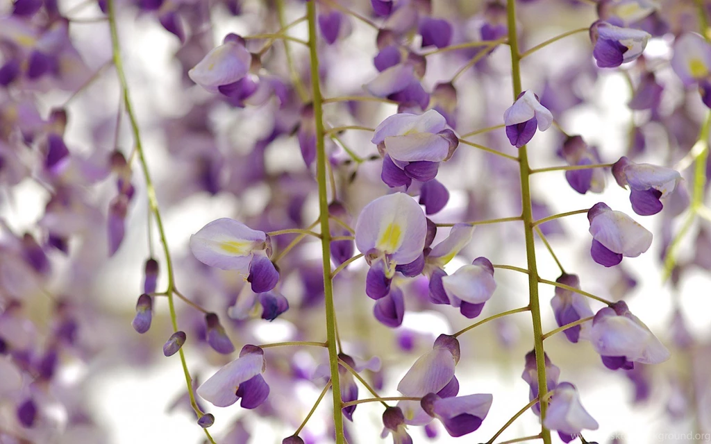 Wisteria Flower Wallpapers Wallpaper.
