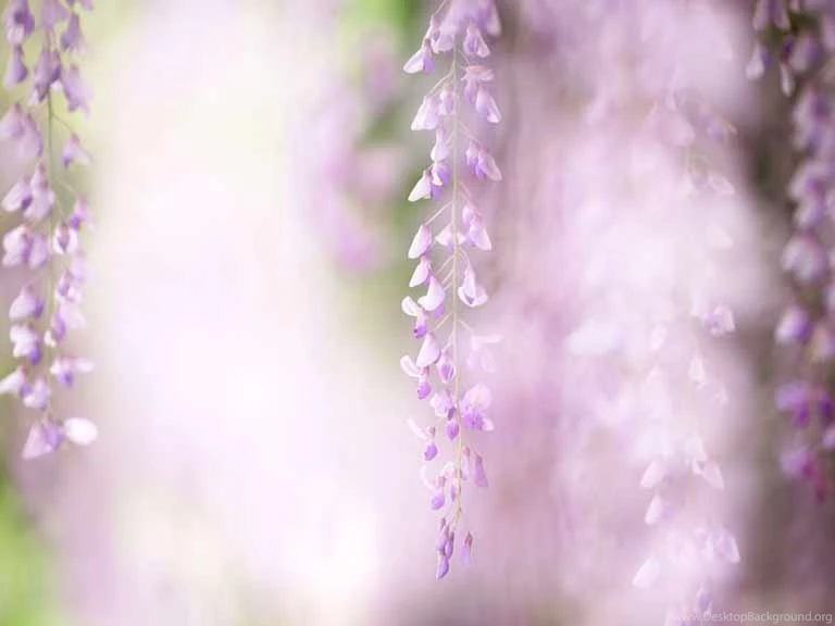 Wisteria Painting Wallpaper.