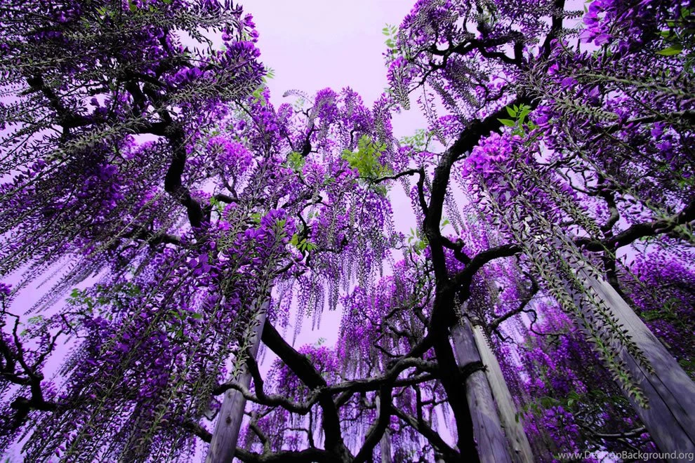 Wisteria Flowers Wallpaper.