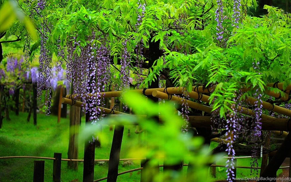Model 12 Wisteria Photo