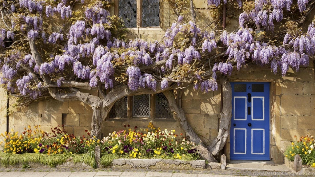 FLOWERING WISTERIA COVERED COTTAGE IN ENGLAND WALLPAPER (