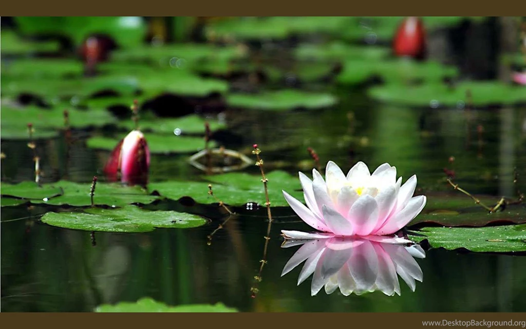 Lotus Theme Photography Wallpapers 3 － Flower Wallpapers   Free ...