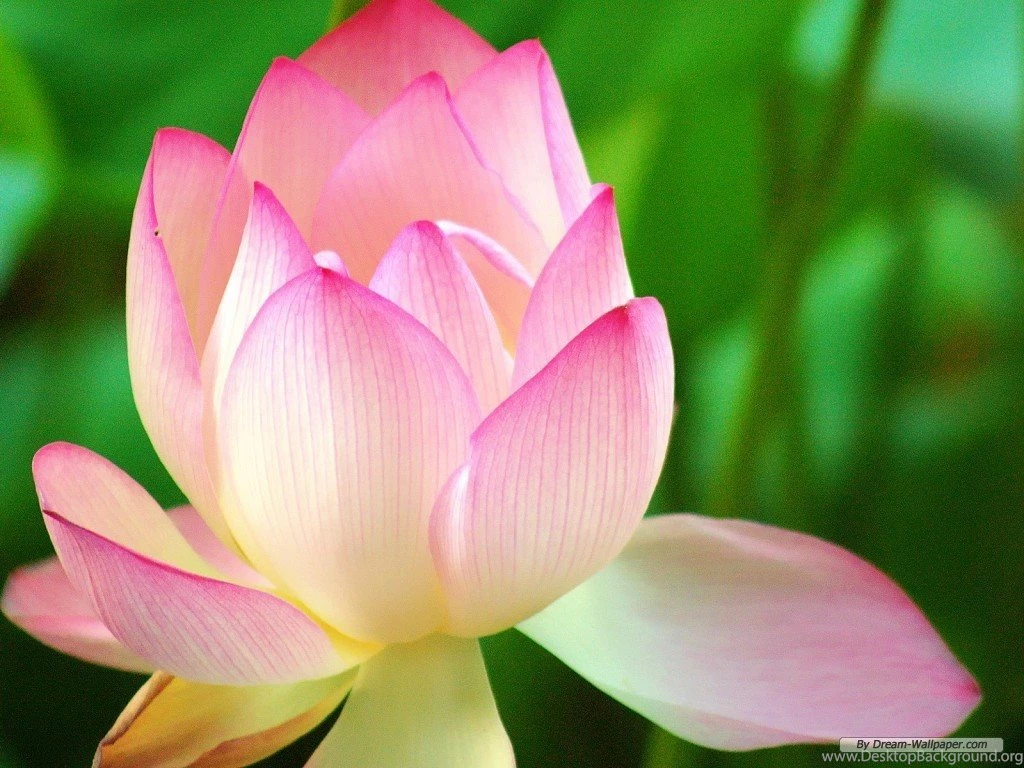 Free Flower Wallpapers Cosmos Wallpapers 1024x768 Wallpapers Index ...