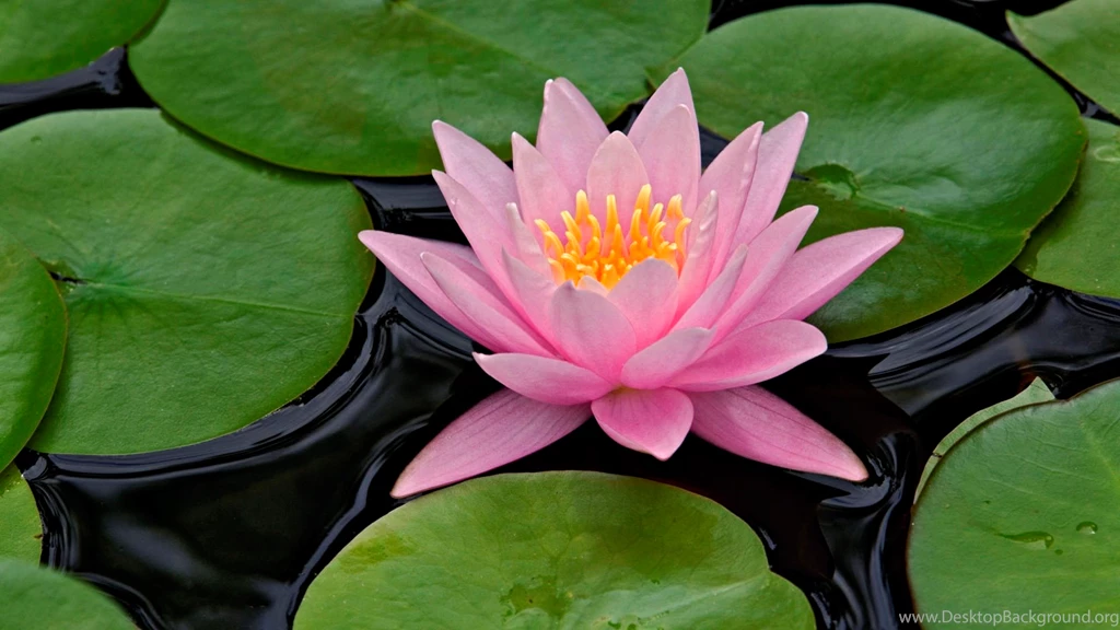 Lotus Flower Desktop Wallpapers ~ Toptenpack.com