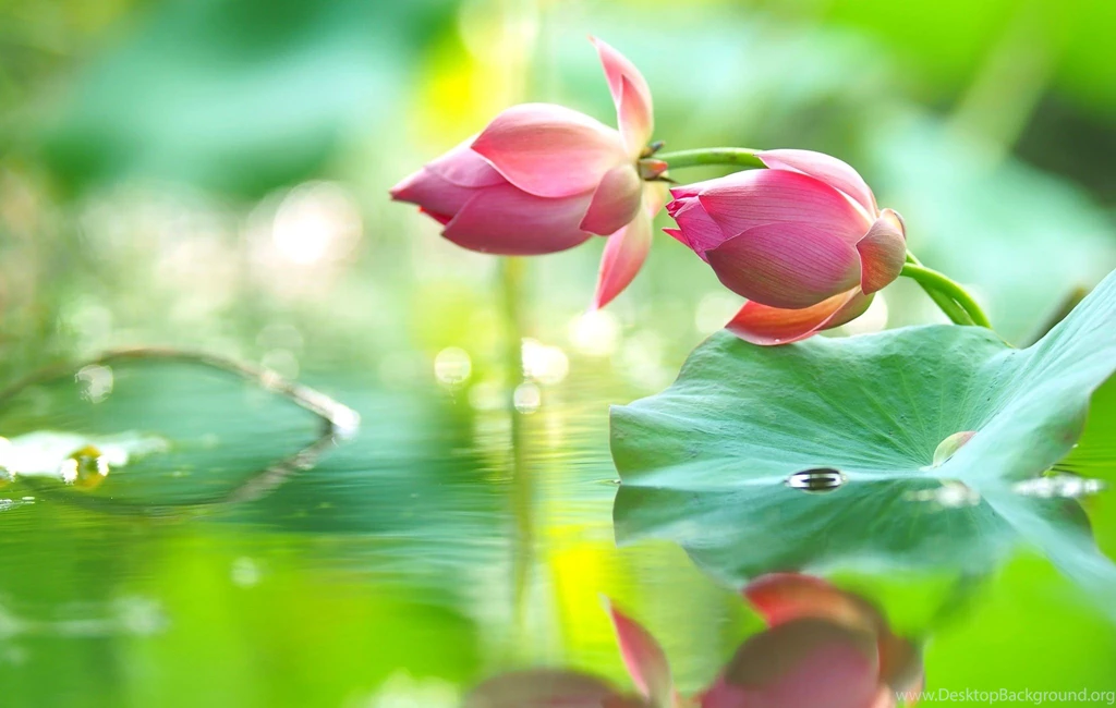 Flowers: Lotus Green Lake Pink Water Flower Tapet Desktop ...