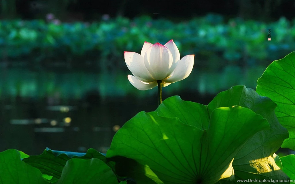 West Lake Lotus Beauty Photography Wallpapers 6 - Landscape ...