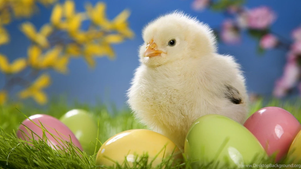 Sweet Easter Chicken Wallpapers 1920x1080 288506