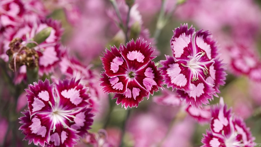 Sweet William, Flower, Flowers, 1920x1080 HD Wallpapers And FREE ...