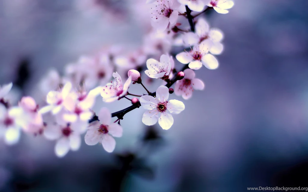 Sweet Wallpapers