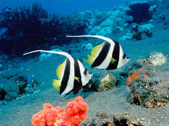 Tropical Fishes Wallpapers