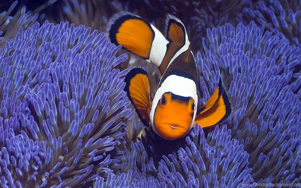 Tropical Fish Clownfish Desktop Backgrounds HD 1920x1200