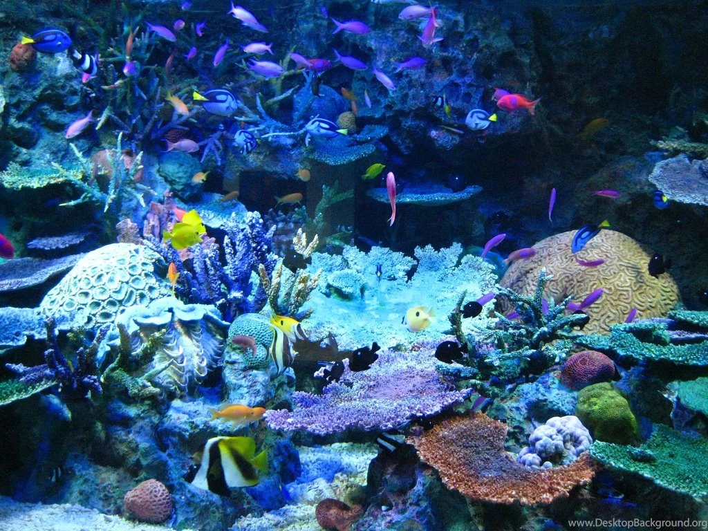 Tropical Fish Wallpapers Just For Sharing