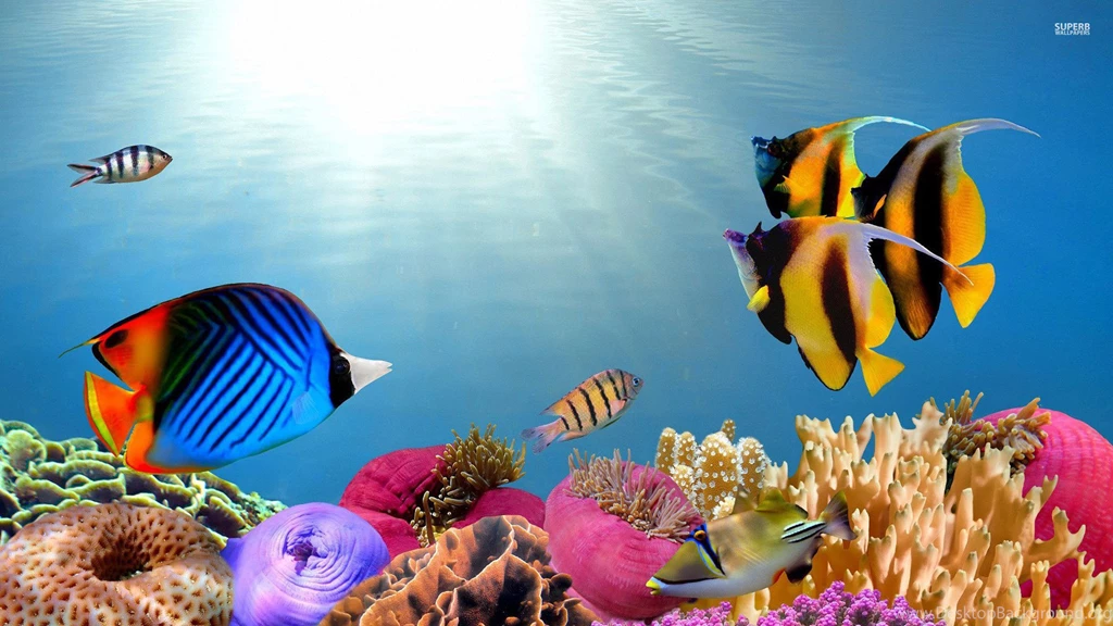 Colorful Tropical Fish Desktop Backgrounds HD 1920x1080