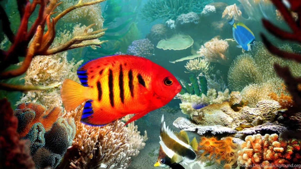 Fish Blog