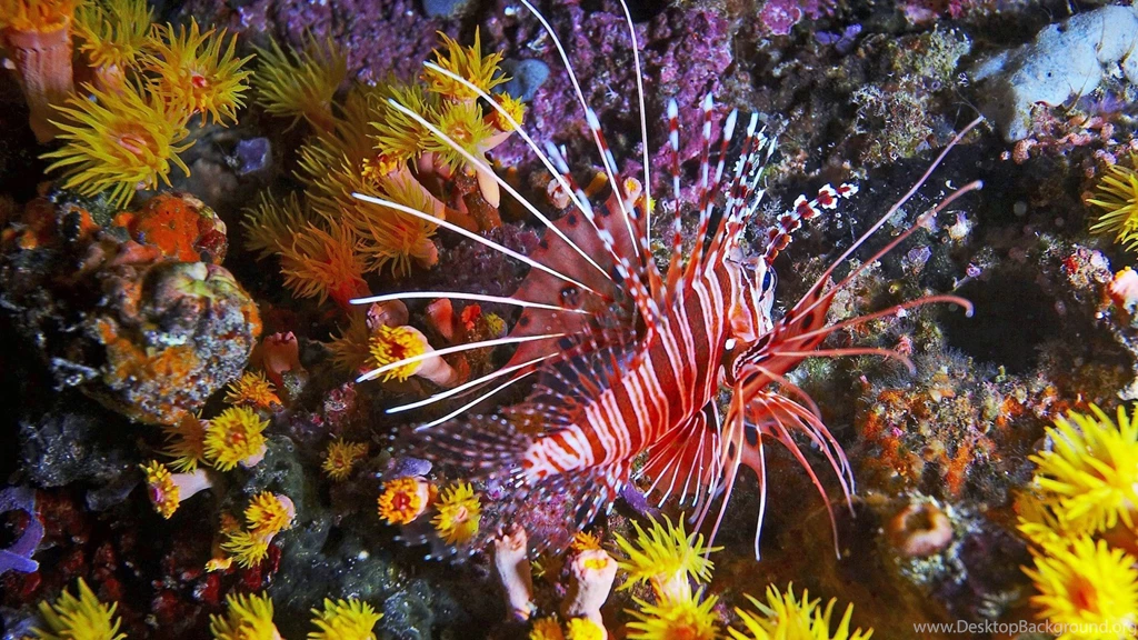 Fantastic Tropical Fish Wallpapers And Images Wallpapers ...